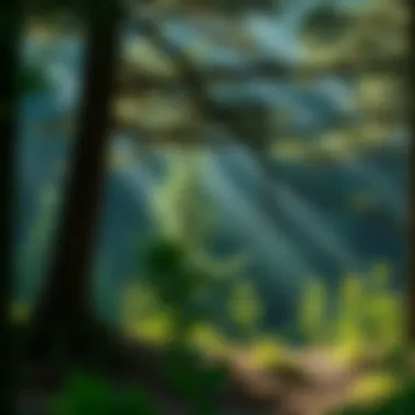 Notable Strategies for Carbon Dioxide Removal from the Atmosphere Notable Strategies for Carbon Dioxide Removal from the Atmosphere