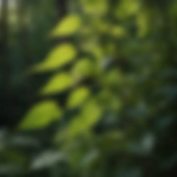 Close-up of Japanese knotweed leaves and stems