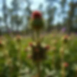 Strategies for Eradicating Thistles: A Comprehensive Guide Introduction