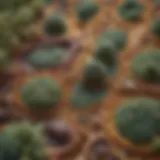 An intricate look at plant cell structure under a microscope