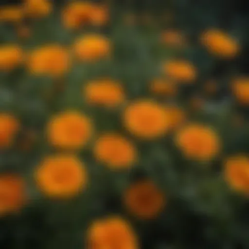 Close-up view of swamp marigold flowers in bloom