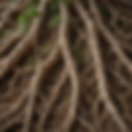 Close-up of ginseng roots showcasing their intricate texture