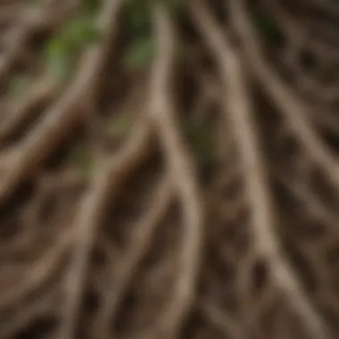 Intricate Texture of Ginseng Roots Close-up of ginseng roots showcasing their intricate texture