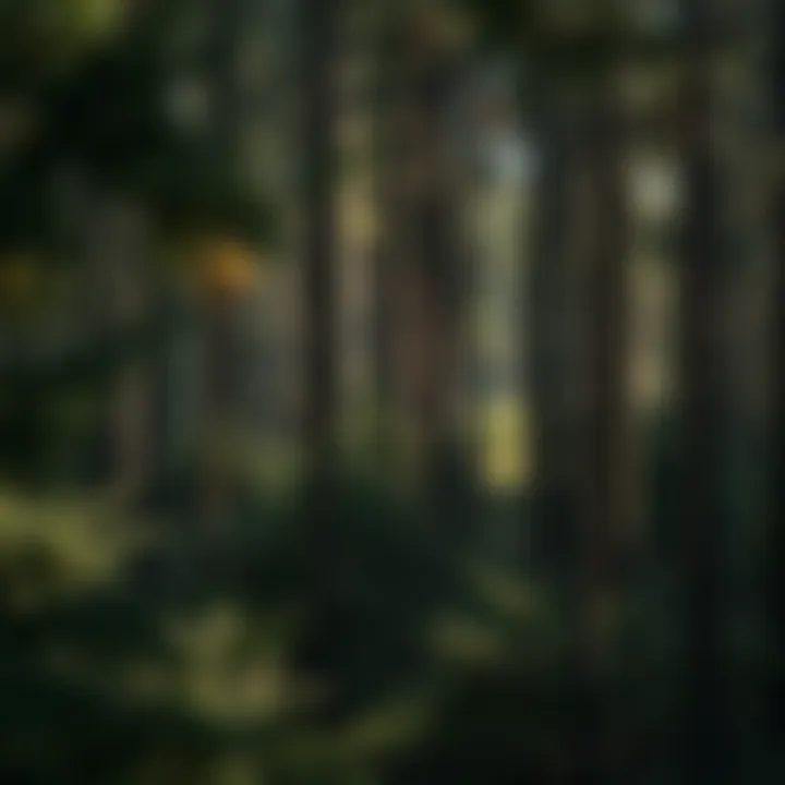 Notable The Complexities of Land Property Management in Forestry Notable The Complexities of Land Property Management in Forestry