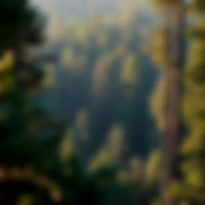 The Complexities of Land Property Management in Forestry Summary The Complexities of Land Property Management in Forestry Summary