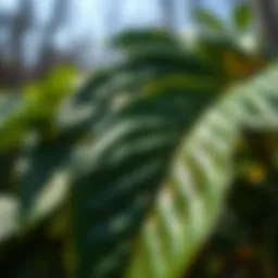 Detailed close-up of glossy buckthorn leaves showcasing their unique texture and coloration