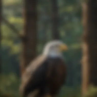 An adult bald eagle perched elegantly with a white head