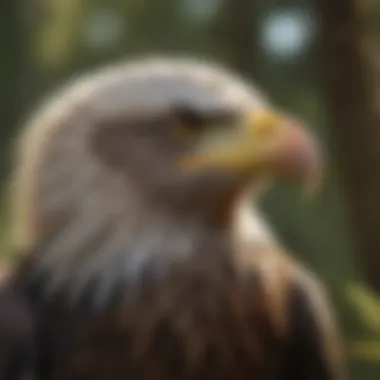 A close-up of a young bald eagle with developing feathers