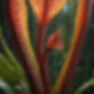 A close-up of a large pitcher plant showcasing its intricate structure and unique adaptations for carnivory.