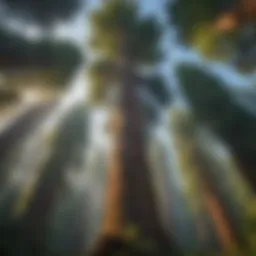 A breathtaking view of the largest redwood tree towering above the forest