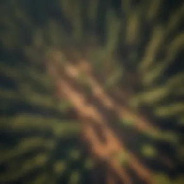 Aerial view of a dense forest with sequoia trees standing out
