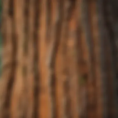 Close-up of sequoia bark showcasing unique texture and patterns