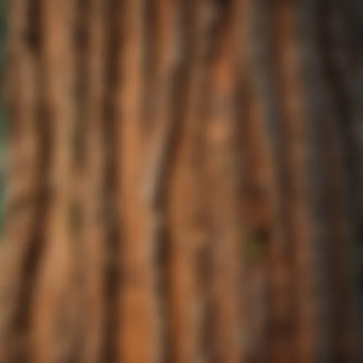 Close-up of sequoia bark showcasing unique texture and patterns