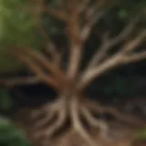 An illustration of the mandrake plant showcasing its distinctive root structure