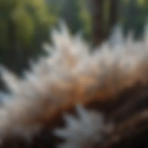 Close-up of borax crystals against a natural backdrop