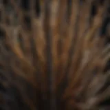 Close-up of pencil plant stems showcasing unique structure