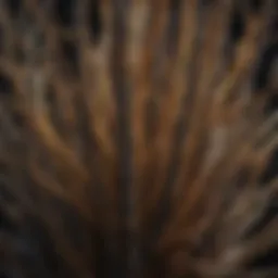 Close-up of pencil plant stems showcasing unique structure