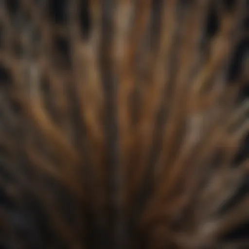 Close-up of pencil plant stems showcasing unique structure