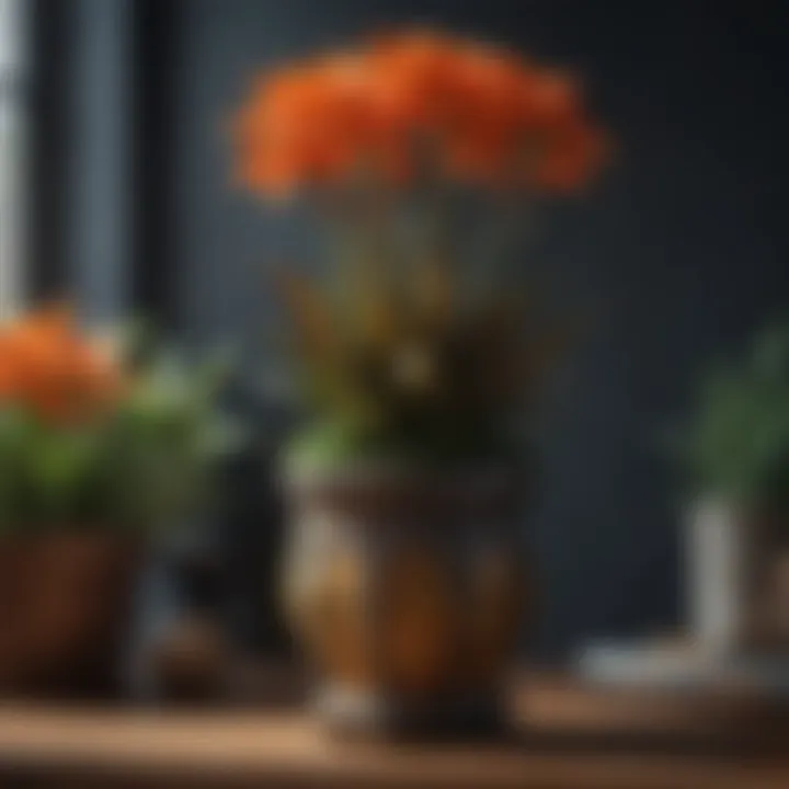 Healthy pencil plant in a decorative pot