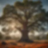 Majestic oak tree in a California landscape