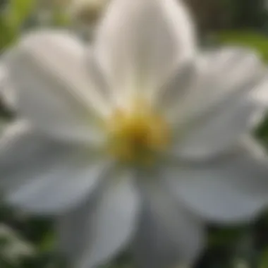 Close-up of the White Flower with Four Petals Close-up view of a white flower with four distinct petals