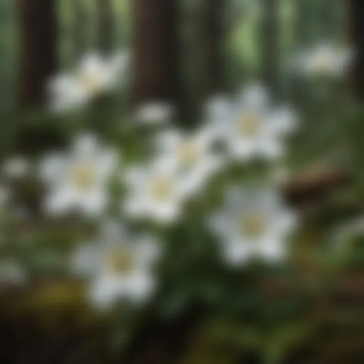 Artistic depiction of white flowers with four petals symbolizing cultural significance