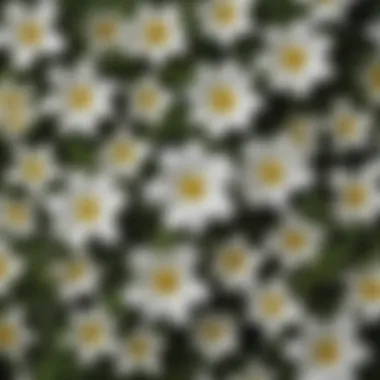 Diverse Species of White Flowers with Four Petals Illustration of various species of white flowers with four petals