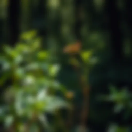 The State of Endangered Plant Species: An In-Depth Examination Introduction