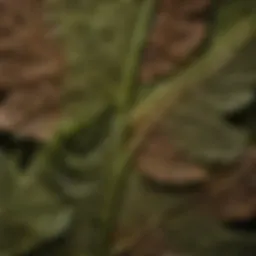 A close-up of the toad plant's unique leaf structure showcasing its intricate patterns.