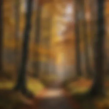 Wide landscape view of a forest during peak autumn color.