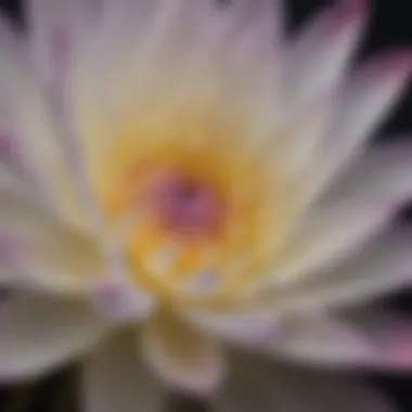 Intricate Petals of Water Lily Close-up of a water lily flower showcasing intricate petals