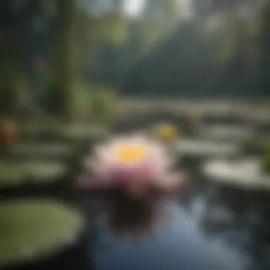 Diverse Species of Water Lilies Diverse water lily species thriving in their natural habitat