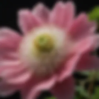 Highlighting Unique Floral Varieties Close-up of a unique flower variety used in Thimbleberry's arrangements