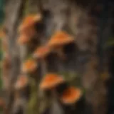 Diverse species of tree fungi on bark