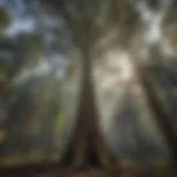 A towering tree in need of removal