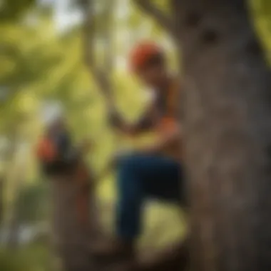 Arborist Inspection in Rifle An expert arborist inspecting a tree for health and maintenance needs
