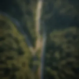 Aerial view of a forest with transportation pathways