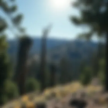 Notable Trees That Grow in Northern Nevada: A Comprehensive Exploration Notable Trees That Grow in Northern Nevada: A Comprehensive Exploration