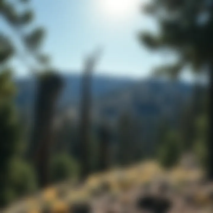 Notable Trees That Grow in Northern Nevada: A Comprehensive Exploration Notable Trees That Grow in Northern Nevada: A Comprehensive Exploration