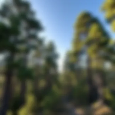 Trees That Grow in Northern Nevada: A Comprehensive Exploration Summary Trees That Grow in Northern Nevada: A Comprehensive Exploration Summary
