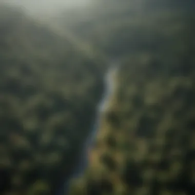 An aerial view of a forest landscape highlighting areas of high moisture.