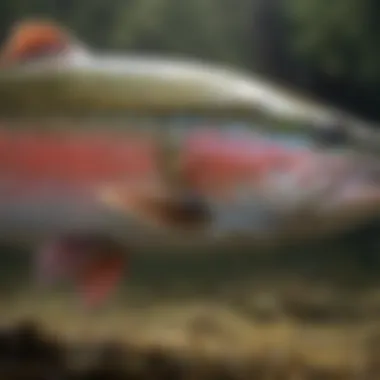 The Beauty of Rainbow Trout: A Southern California Treasure Close-up of rainbow trout caught in Southern California waters