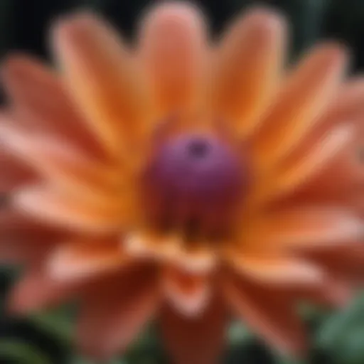 Close-up of a vibrant tuberous flower showcasing its unique petal structure