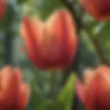 A close-up view of tulip tree flowers showcasing their unique shape and color