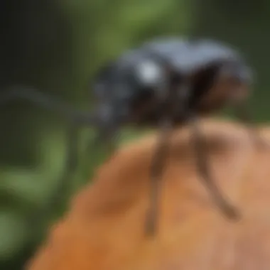 Detailed close-up of a box elder beetle on a leaf