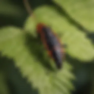 A close-up view of a boxelder bug on an Acer tree leaf