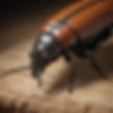 Close-up view of a wood boring beetle on timber