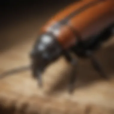 Wood Boring Beetle in Focus Close-up view of a wood boring beetle on timber