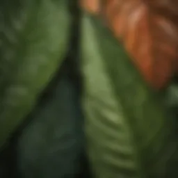 Close-up of Dieffenbachia leaves showcasing its vibrant patterns