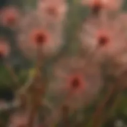 Close-up view of Drosera leaves showcasing their glandular hairs